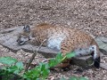 Eurasian Lynx